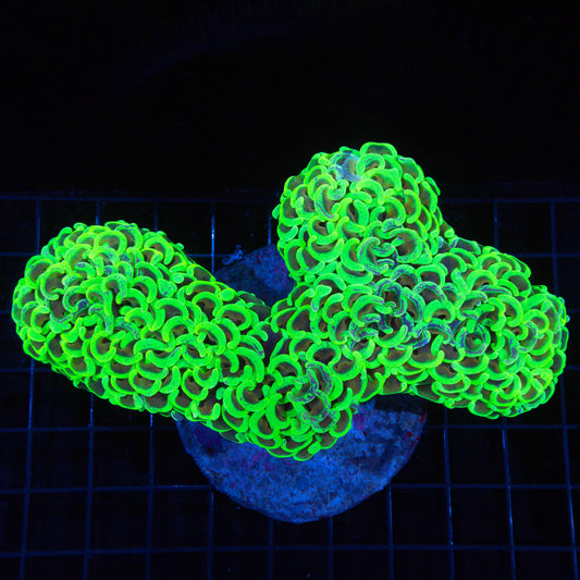 XL Neon Splatter Hammer Coral 6"