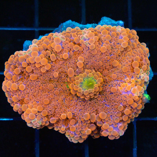 XL Orange Purple Yuma 2"+