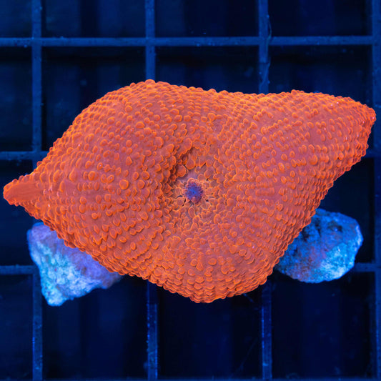 XL Orange Mushroom Coral