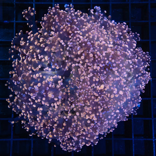 Giant Head Orange Branching Octospawn 5"