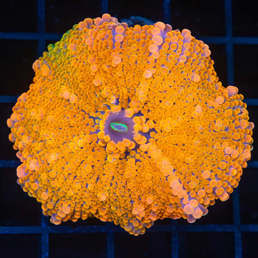 XL Multicolor Yuma Mushroom