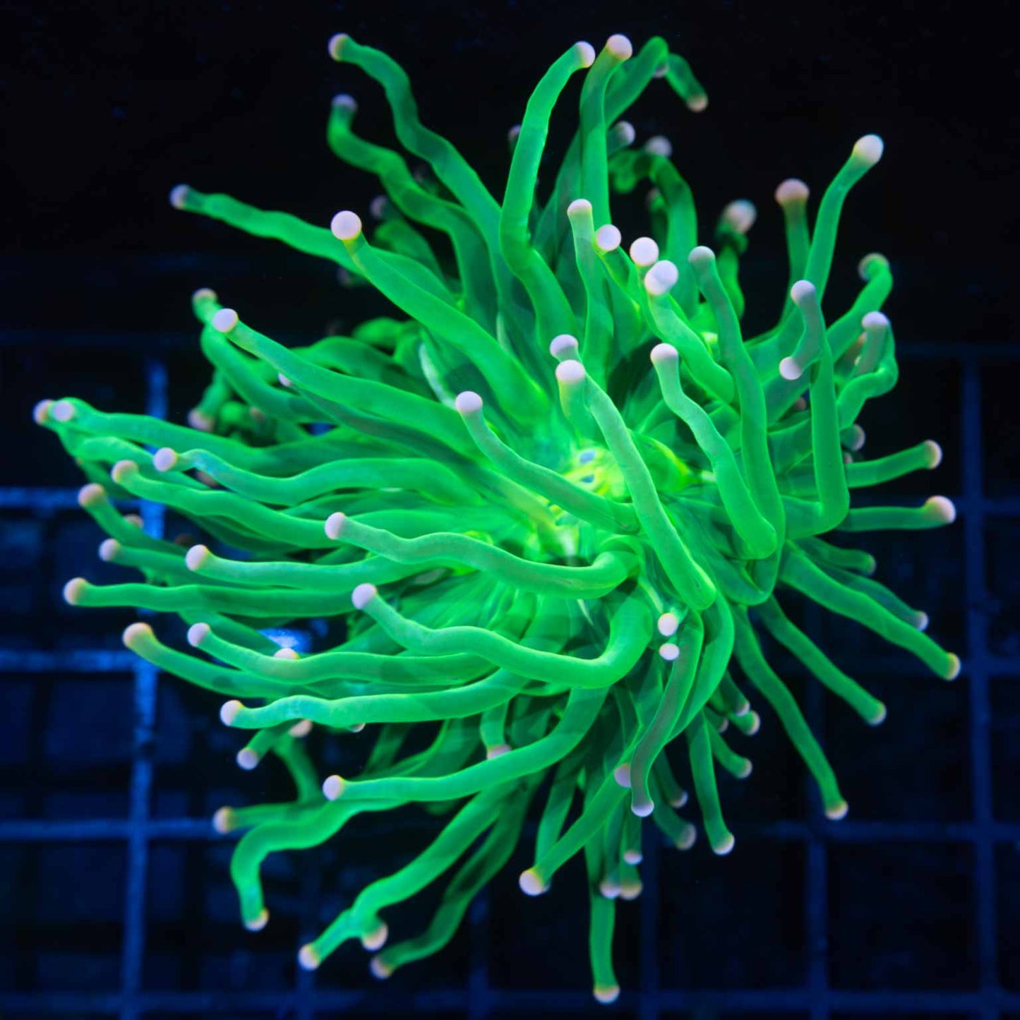 Large Pink Tip Green Torch Coral