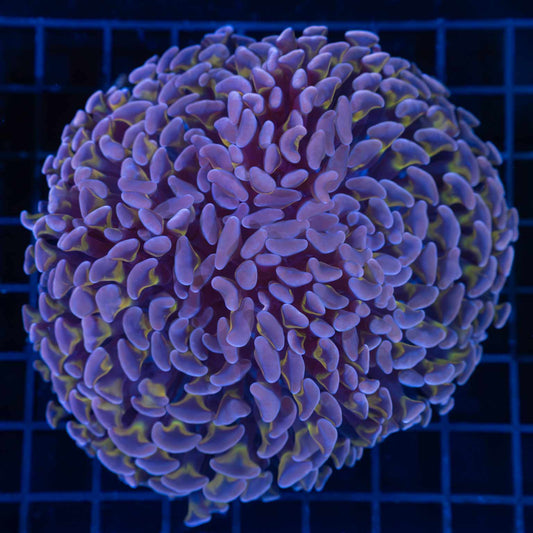 Large Purple Gold Stem Hammer Coral 4.75"