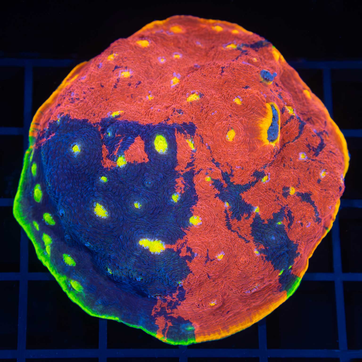 XL Rainbow Chalice Colony (Tank Grown)