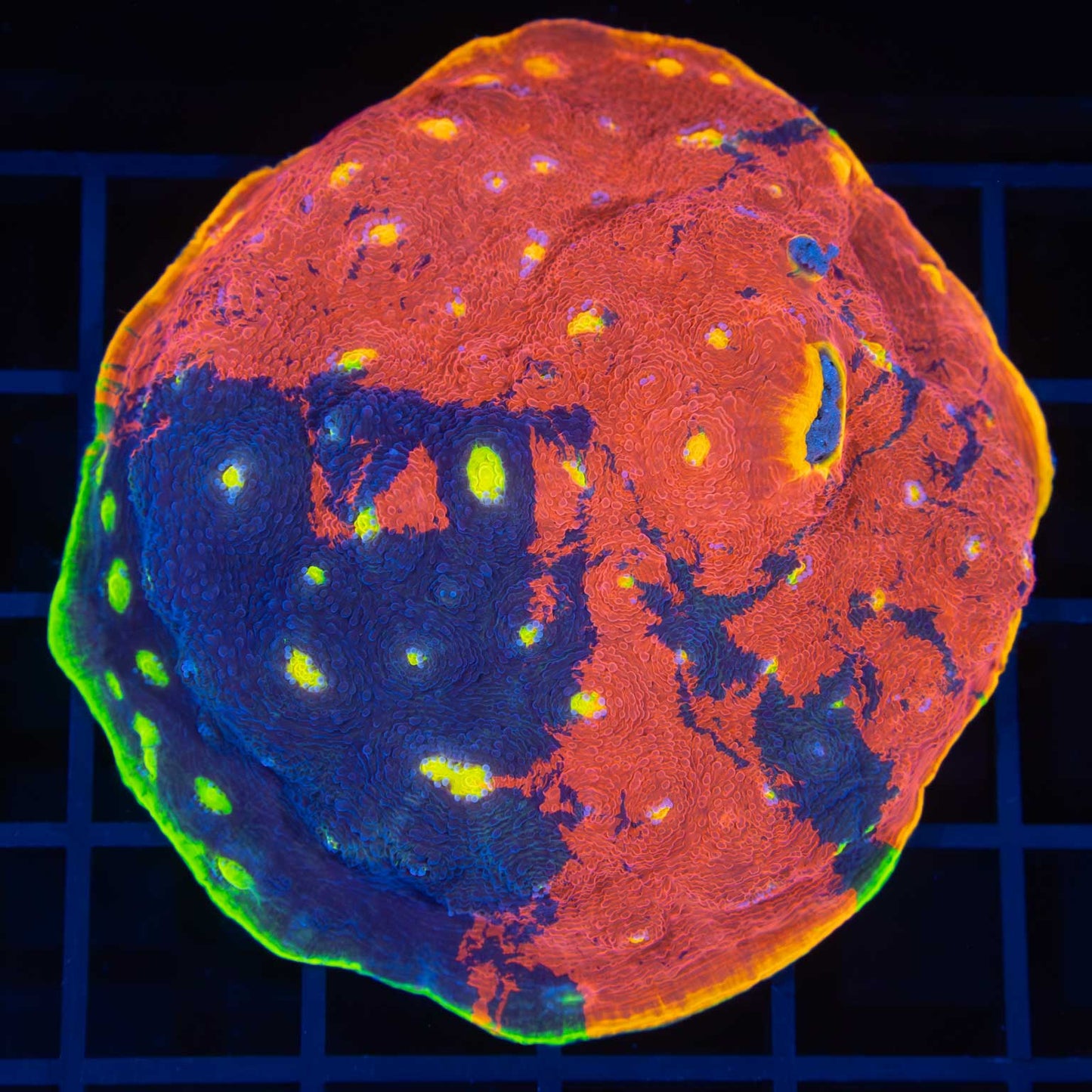 XL Rainbow Chalice Colony (Tank Grown)