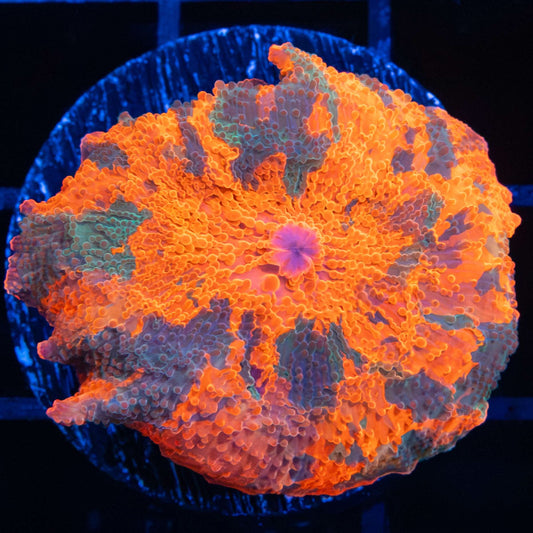 XL Candy Crush Mushroom