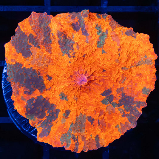 XL Rainbow Candy Crush Mushroom