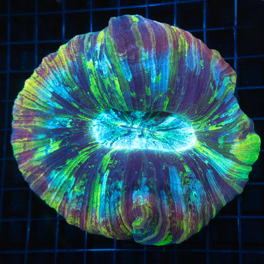 Large Rainbow Trachyphyllia 5"