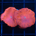 XL Polyp Red