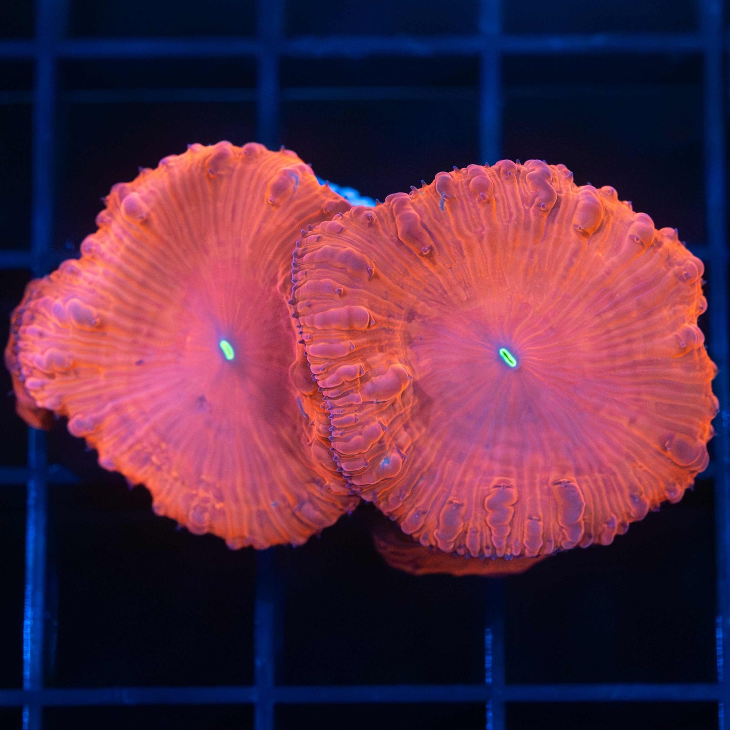 Red Blastomussa Coral