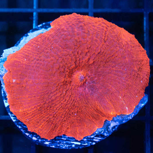 XL Red Mushroom Coral