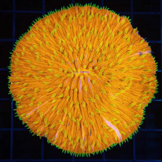 XL Orange and Yellow Plate Coral 3.25