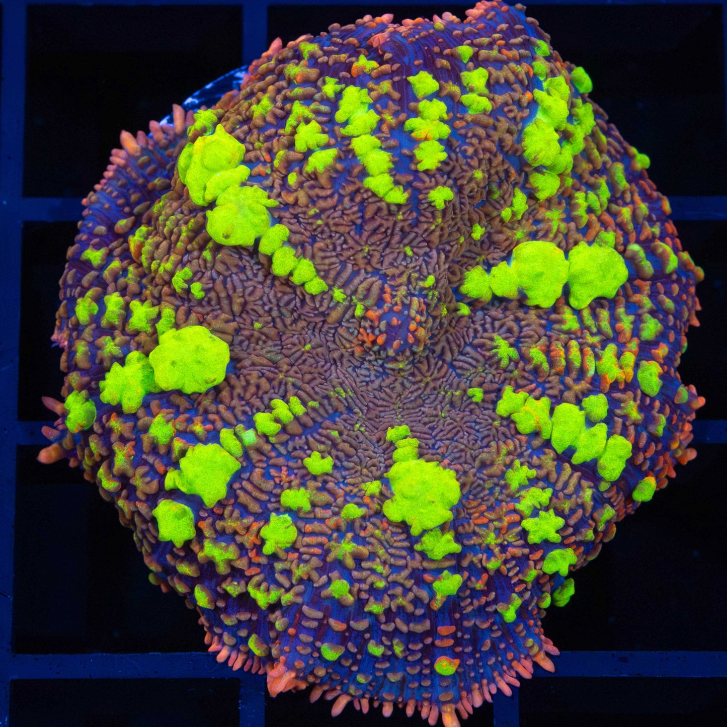 XL Thundercat Bounce Mushroom (Bright!) 2"+