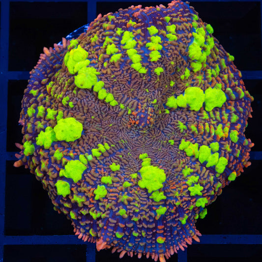 XL Thundercat Bounce Mushroom (Bright!) 2"+