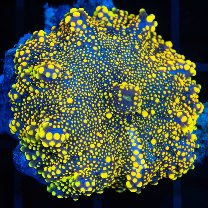 Yellow Yuma Mushroom
