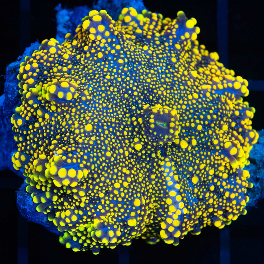 Yellow Yuma Mushroom