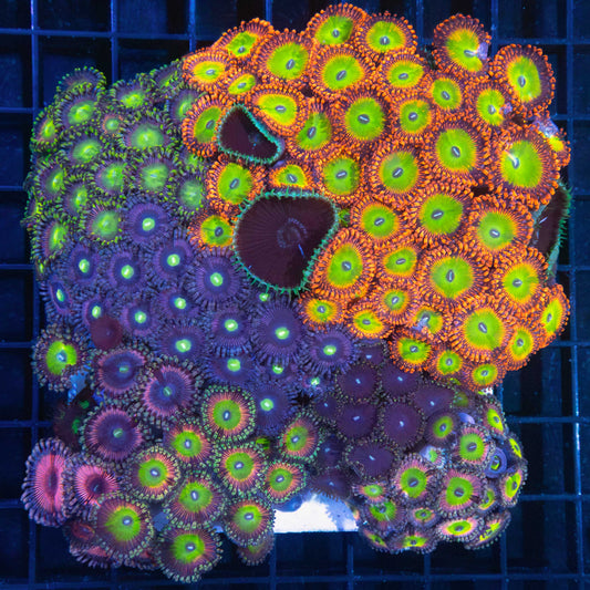 XL Aquaculture Zoa Garden