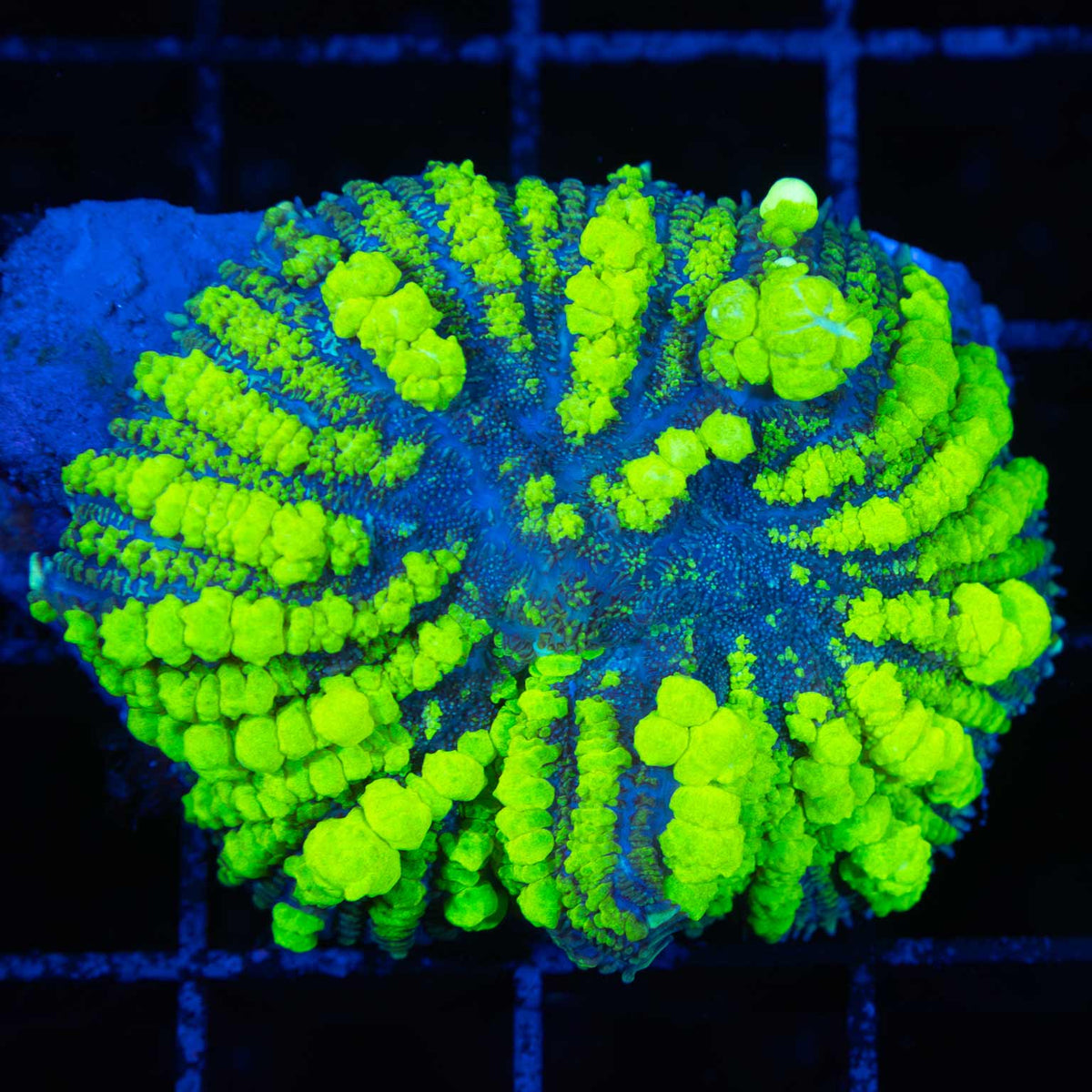 XXL Uranium Bounce Mushroom