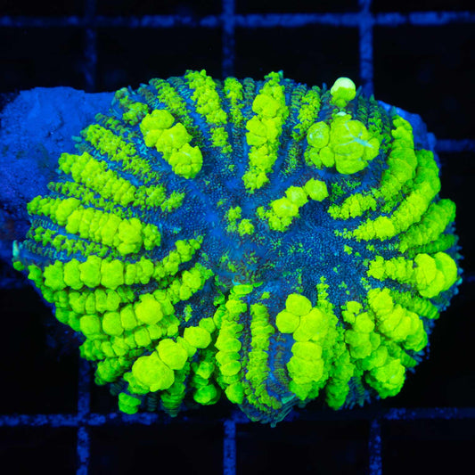 XXL Uranium Bounce Mushroom