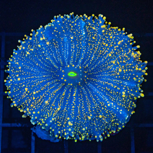 XXL Yellow and Blue Yuma 3"