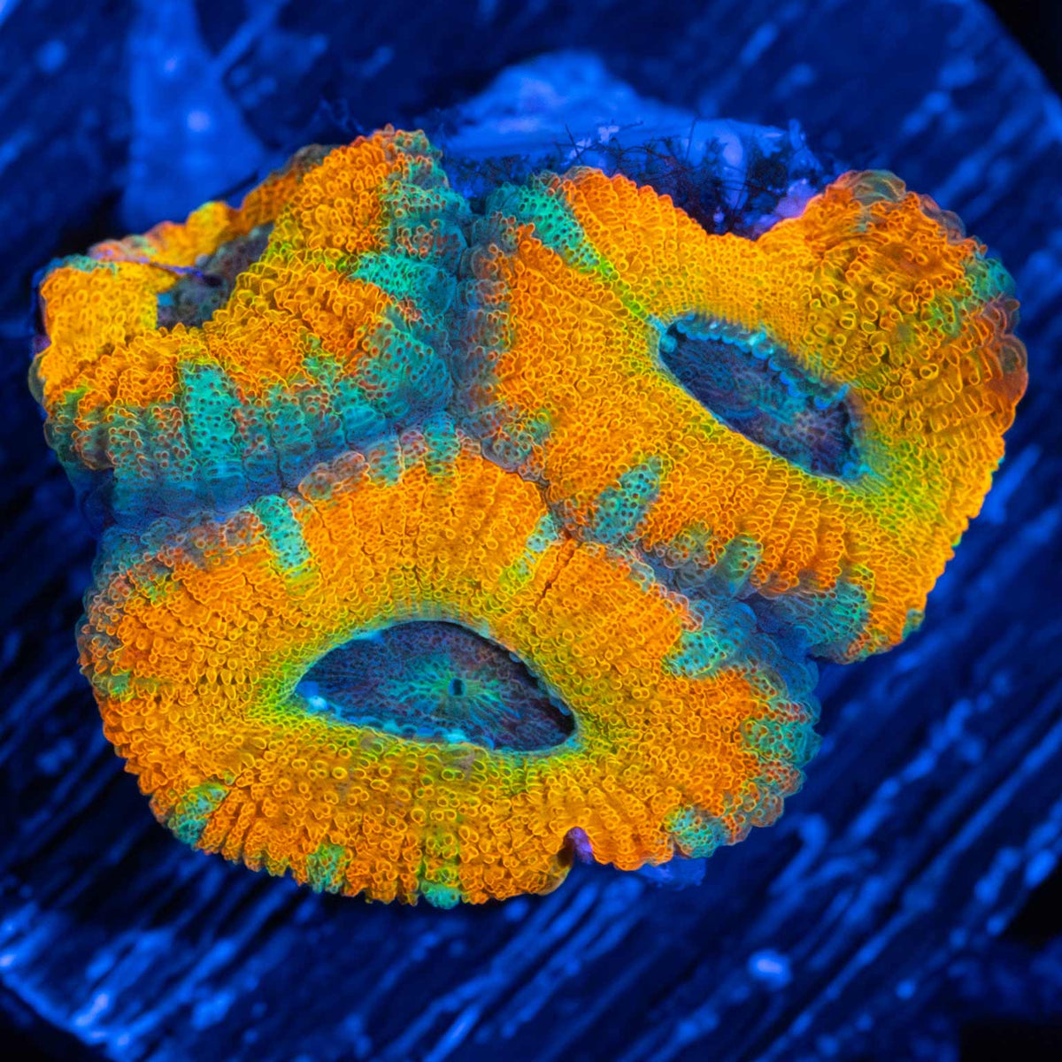 Yellow Acan Coral
