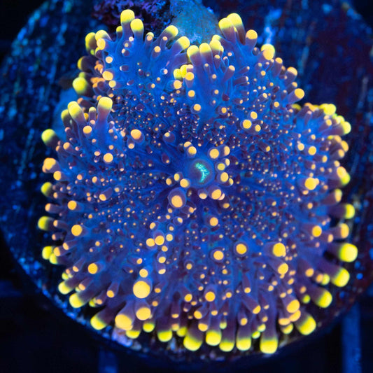 Yellow Blue Yuma