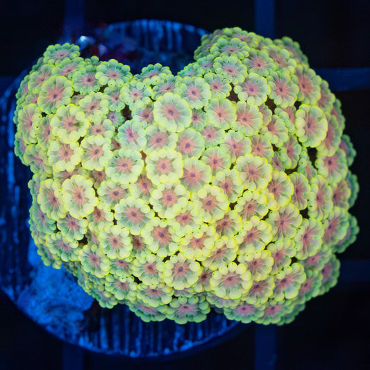 Gold and Pink Alveopora (Rare Color)