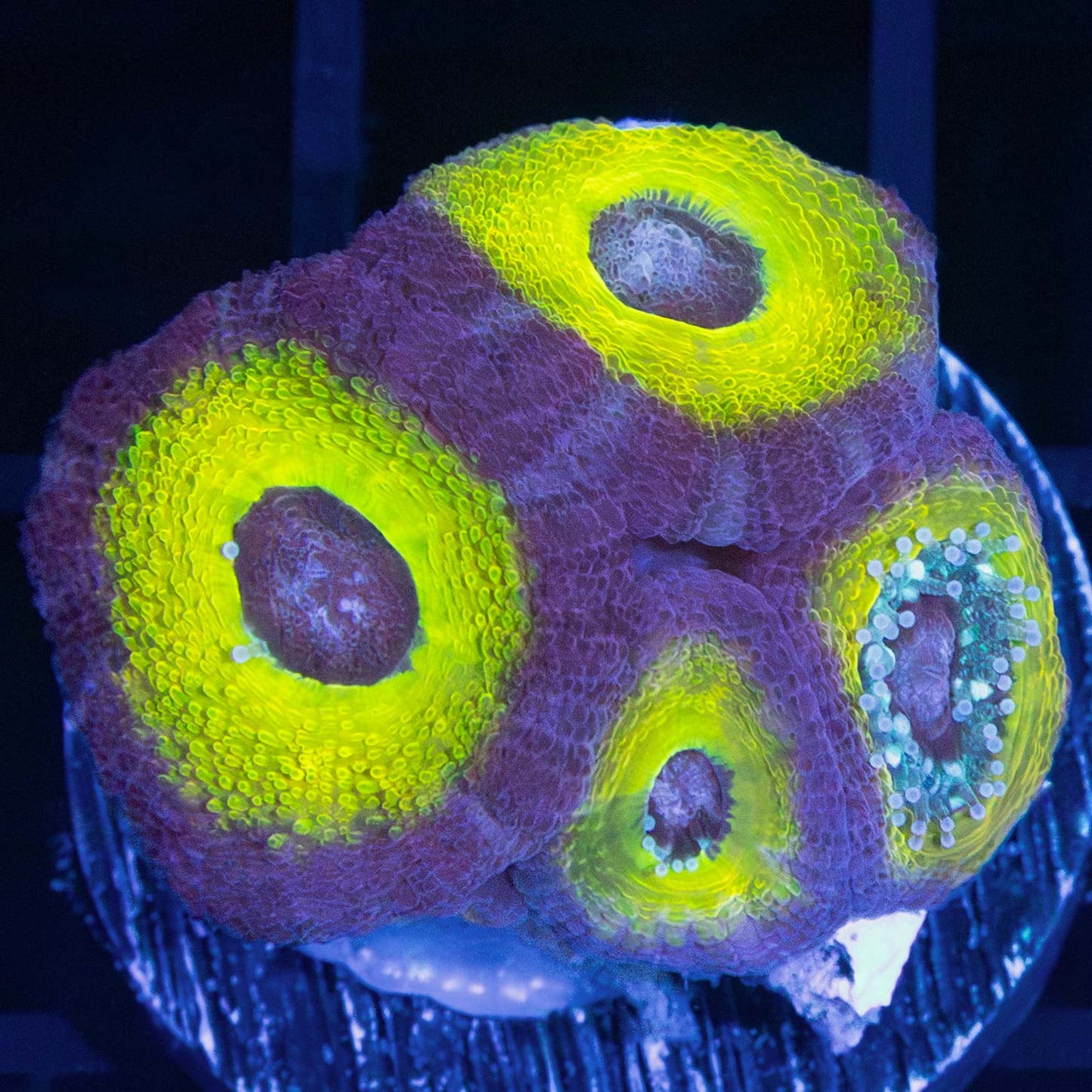 Neon Yellow Ring Asian Acans