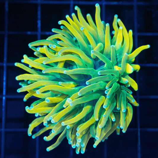 Large Ultra Yellow Banana Grail Torch