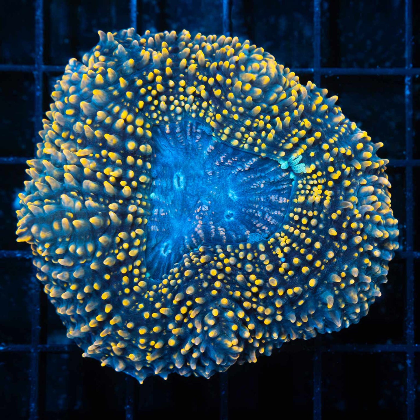 Yellow Teal Blue Lobo
