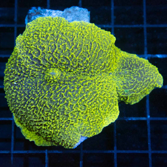 Yellow Green Splotch Elephant Ear Mushroom Coral 3"+