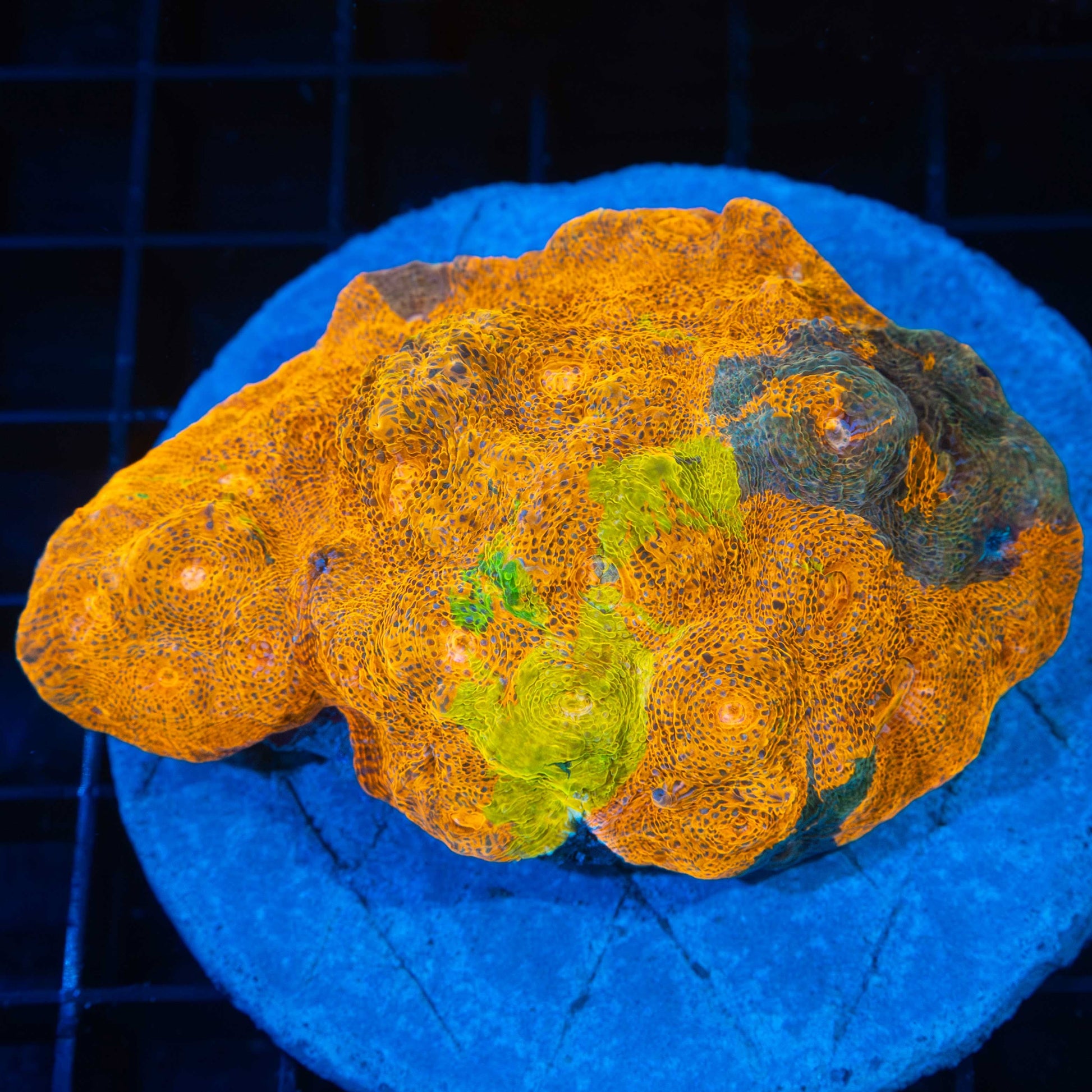 Yellow Flash Chalice Colony 3.25"