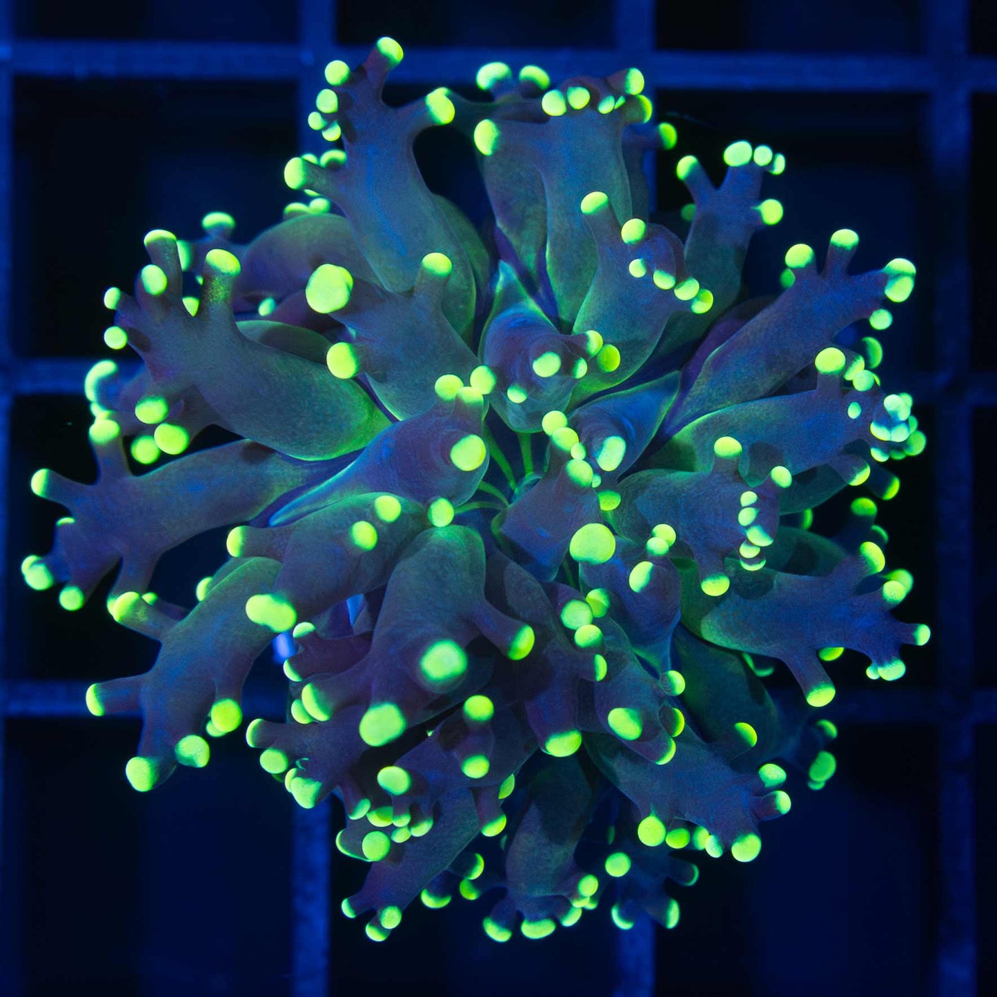 Yellow Frogspawn Coral