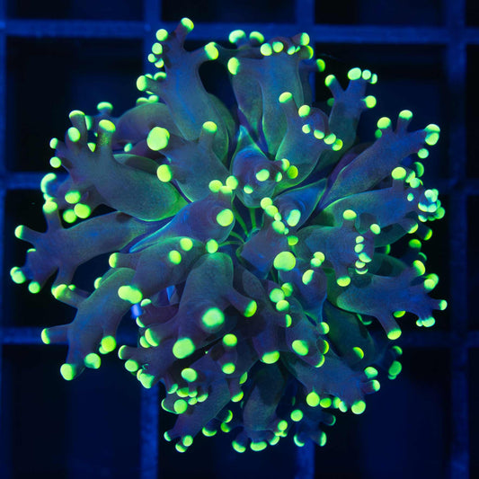Yellow Frogspawn Coral