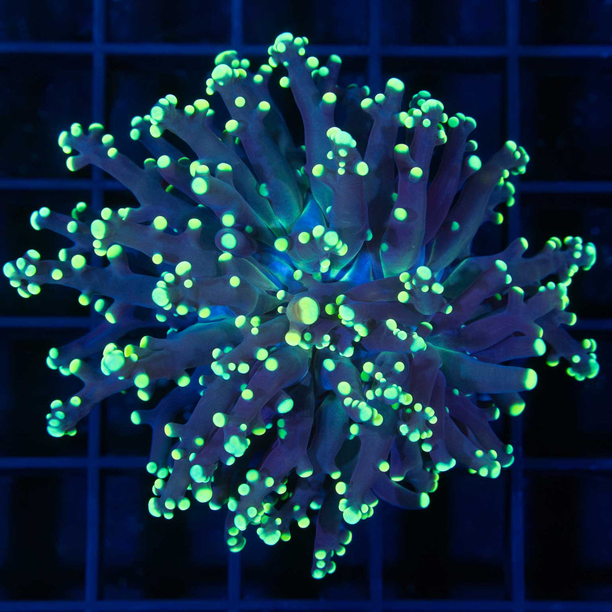 Yellow Frogspawn Coral