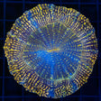 Gold Glitter Acanthophyllia