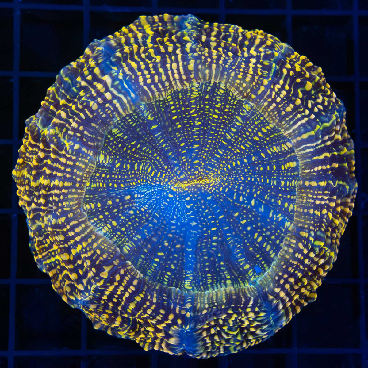 Gold Glitter Acanthophyllia