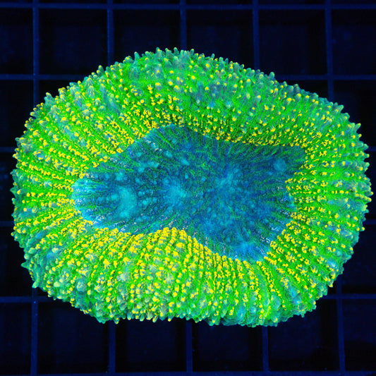 Holy Grail Carpet Lobophyllia 3"