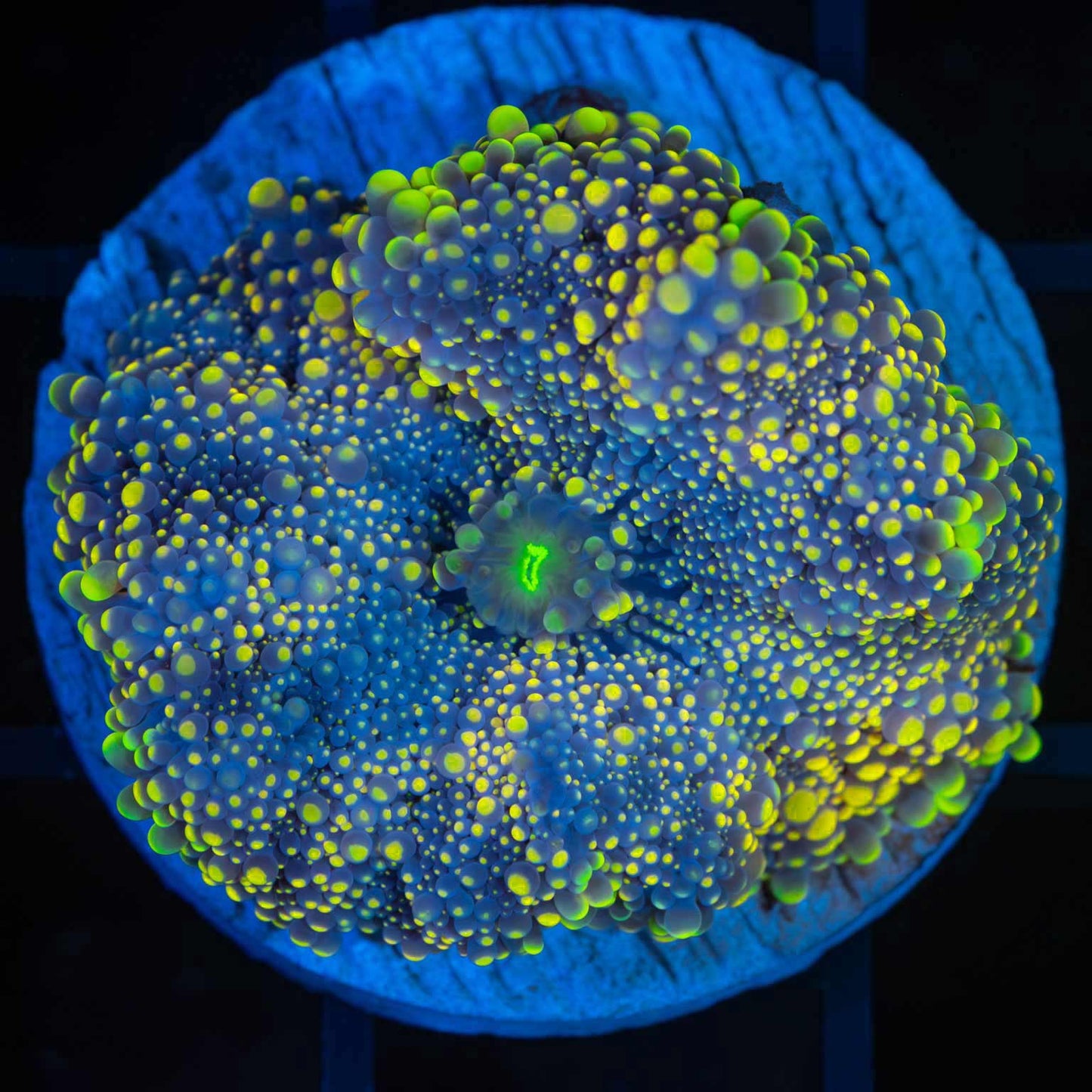 Large Yellow Green Blue Yuma