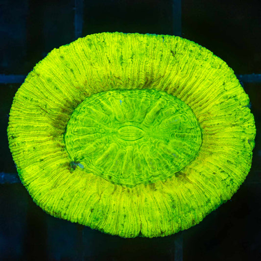Yellow Highlighter Trachy (Insanely Bright!)
