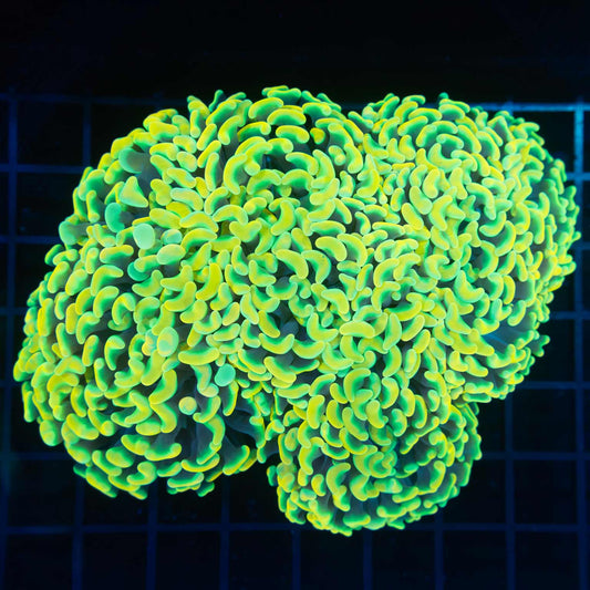 Neon True Yellow Hammer Coral 5" (Rare)