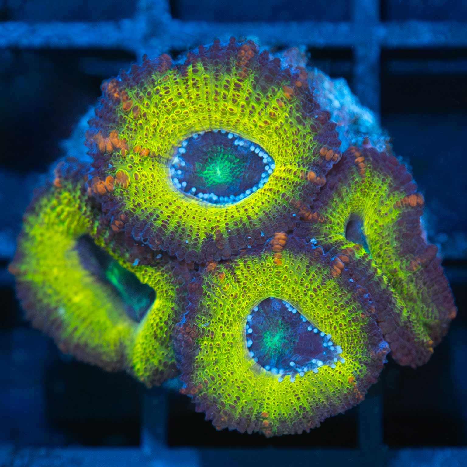 Yellow Blaster Acan