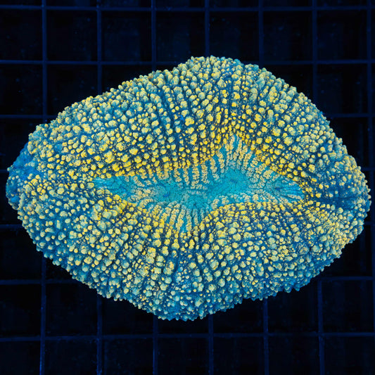 Yellow and Teal Lobo 4.25"