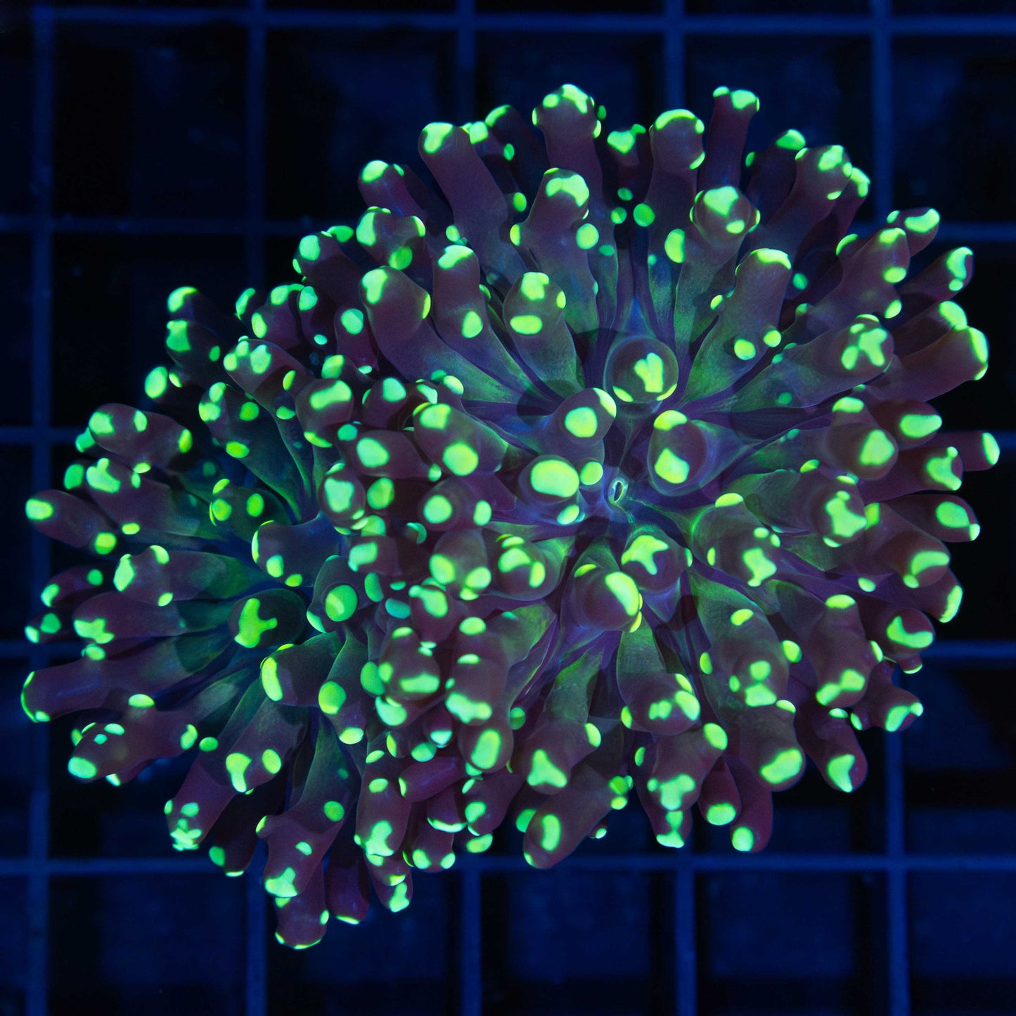 Neon Green Hammer Coral 3.25"