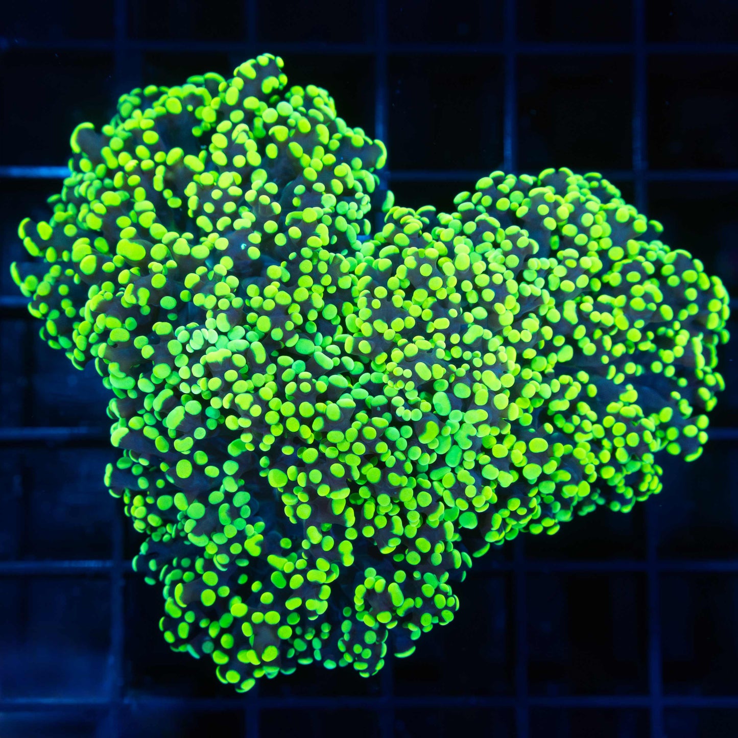 3 Heads Yellow Branching Octospawn