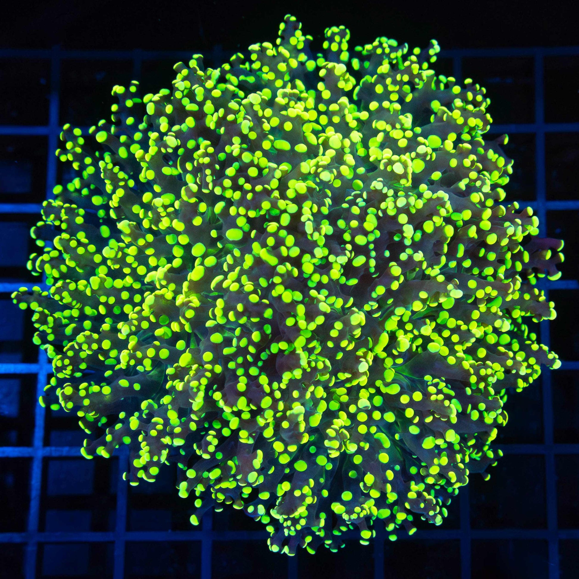 3 Heads Yellow Branching Octospawn