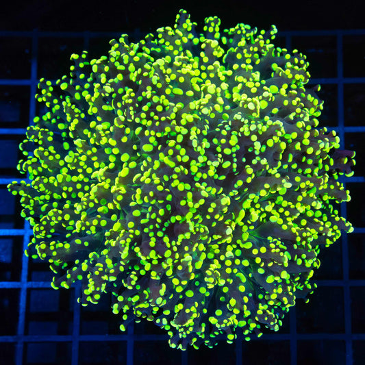 3 Heads Yellow Branching Octospawn