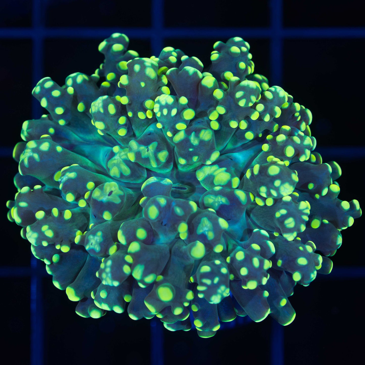 Lemon Lime Branching Octospawn Coral