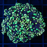 Yellow Octospawn Coral