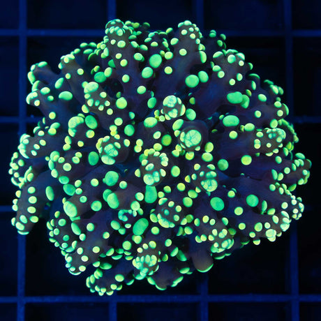 Yellow Octospawn Coral